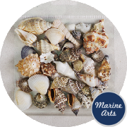 8847-P8 - Craft Pack - Assorted Small Shells (Approx 30 Number)